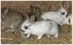 Kaninchen